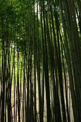 Fototapeta premium 竹林 bamboo