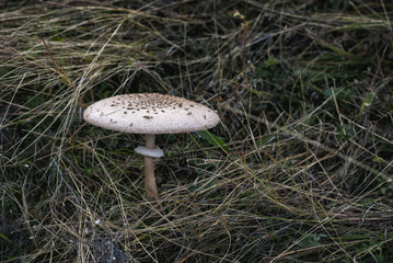 Parasol mushroom  (Macrolepiota procera)