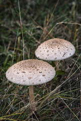 Parasol mushroom  (Macrolepiota procera)