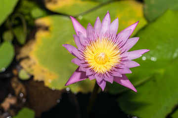 lotus in the pond
