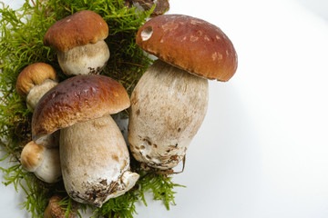 Fresh wild porcini mushrooms (boletus edulis) on white background