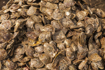 Pearl oysters harvest organic texture