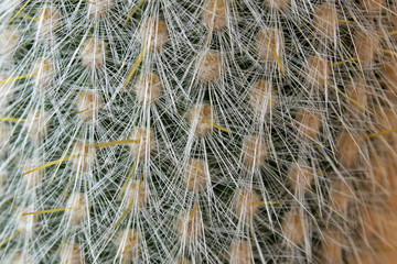 Textura de cactus Antorcha plateada (Cleistocactus strausii)