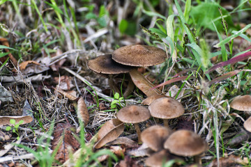 Fresh mushrooms growing in the grass