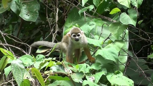 Squirrel monkey in tree in jungle of Suriname