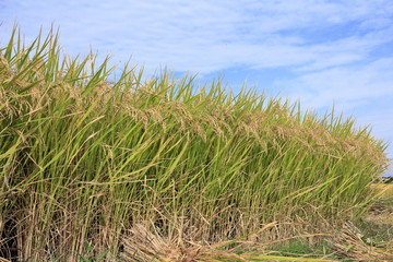 Harvesting Japanese rice in Japan