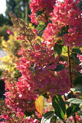 Hydrangea paniculata Pinky Winky