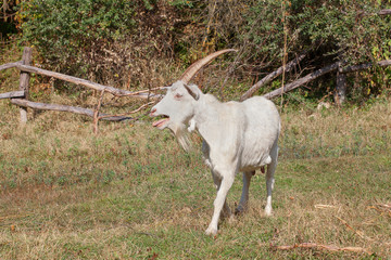 Obraz na płótnie Canvas bleating goat