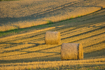 rural landscape, field, grain
