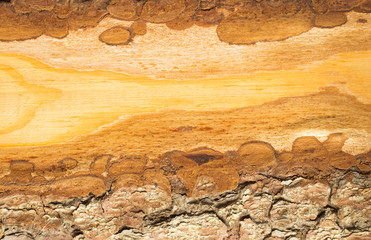 Wood bark closeup. Background