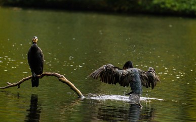 Zwei Kormorane an einem See 