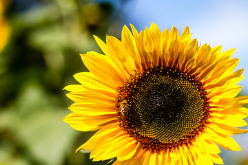 Naklejka premium Sunflower with Bee