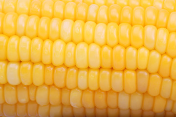 close up of corn background.