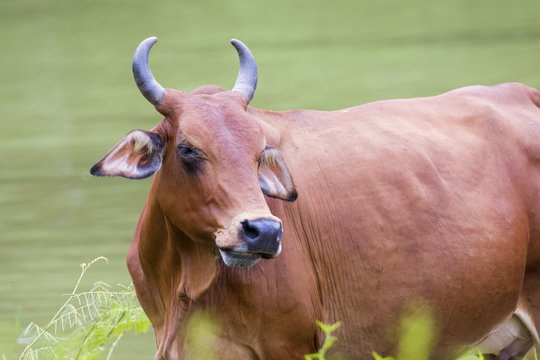 Image of brown cow on nature background.