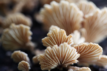 wild mushroom background.
