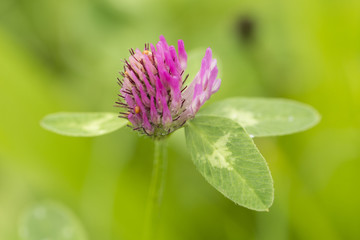 clover blossom landscape format