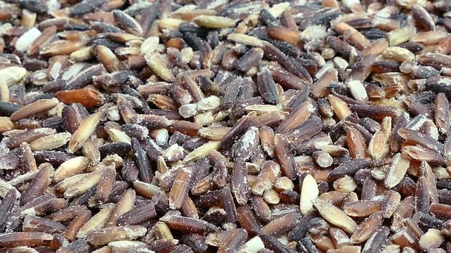 4K footage Close up of adult rice weevils (Sitophilus oryzae) on the rice grain