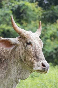 Image of cow on nature background.