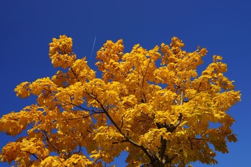 Herbst: bunte Ahornblätter im Sonnenlicht 