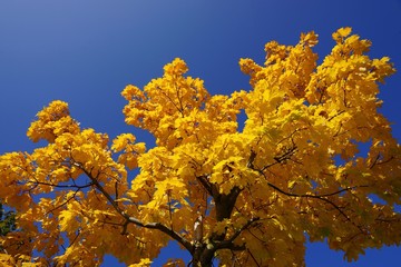 Herbst: bunte Ahornblätter im Sonnenlicht 