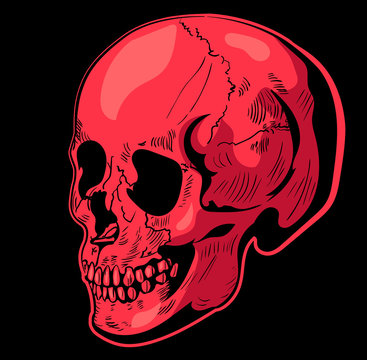Skull hand drawn vector image