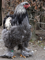 Brahama hen