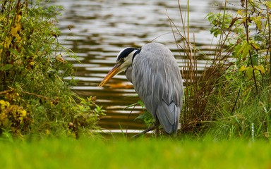 Graureiher steht auf einer Wiese am Ufer 