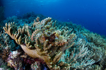 Scorpionfish and Coral Reef in Raja Ampat