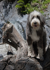Bearded Collie dog sitting on a tree trunk in a river