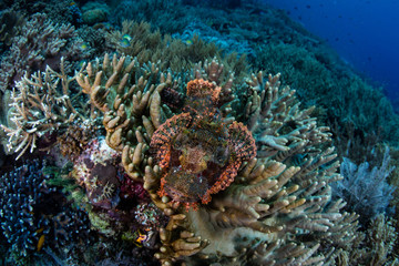 Naklejka na ściany i meble Papuan Scorpionfish on Raja Ampat Reef