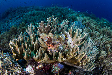 Scorpionfish and Coral Reef in Raja Ampat