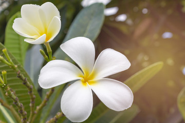 Fototapeta na wymiar Plumeria spp. frangipani flowers