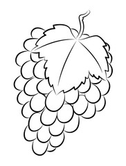 hand draw grape, vector