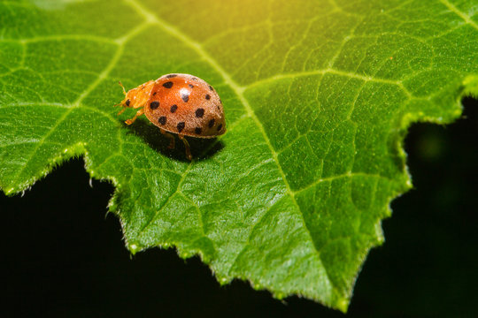 Ladybug or Ladybird or Lady beetle or Coccinellidae  sitting on