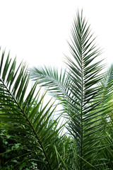 Fototapeta premium Landschaft 241