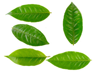 Obraz premium tea leaves