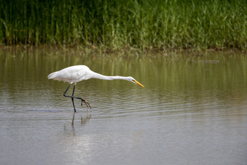 Great Egret (Ardea alba) seeking food