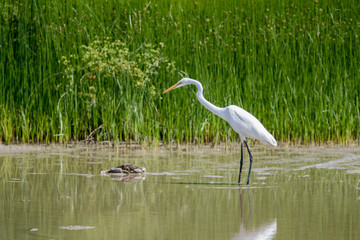 Great Egret (Ardea alba) with Mud crab