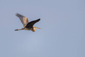 Purple Heron (Ardea purpurea) in flight