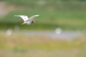 Chinese Pond Heron (Ardeola bacchus) in flight