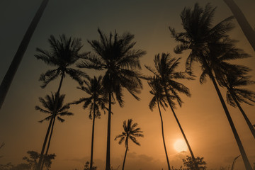 Silhouette coconut palm trees on beach at sunset. Vintage tone.