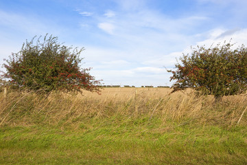 red berries on hawthorn