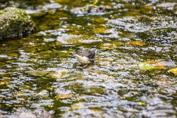 Dipper (Cinclus cinclus)