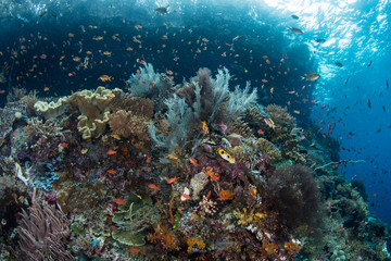 Fototapeta na wymiar Colorful Reef Fish and Reef in Raja Ampat