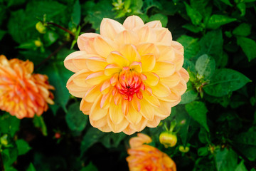 close up of a flower with yellow and orange petals against a background of foliage