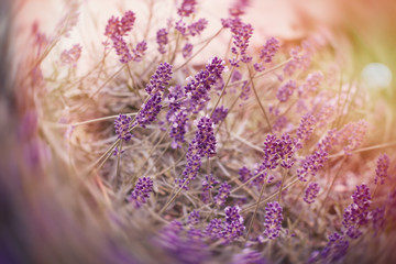 Beautiful lavender flowers in flower garden - beautiful flower