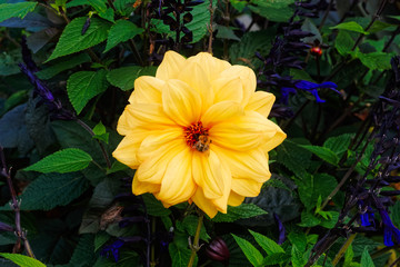 A bee sitting in the middle of a bright yellow flower.