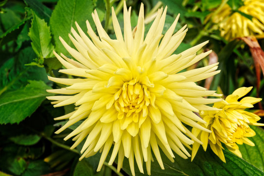 Bright yellow Dahlia flower against a background of foliage
