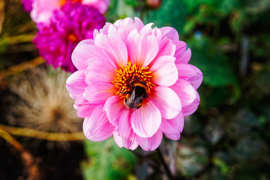 close up of a bee sitting in the middle of a bright pink flower