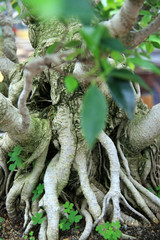 Pipal / The trunk, leaves, roots, tropical ficus